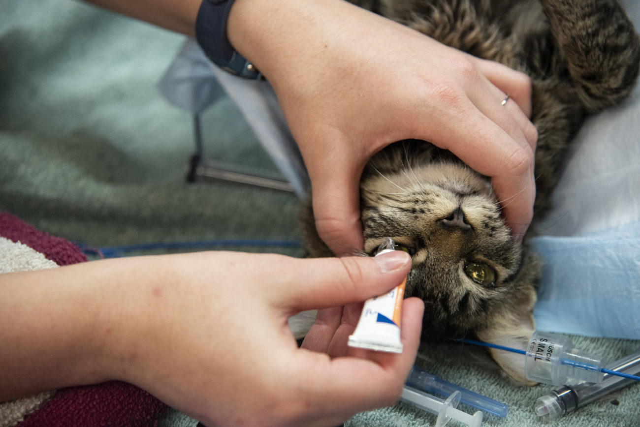 Program aims to slow rise of feral cats